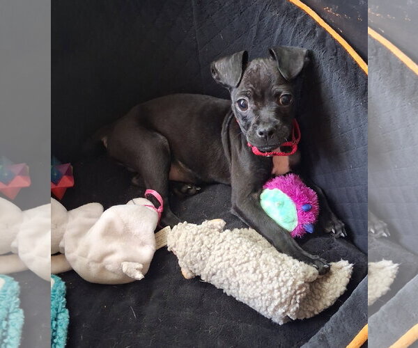 Medium Photo #3 Boston Huahua Puppy For Sale in Brooklyn Center, MN, USA