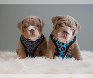 English Bulldog Puppy for sale in PAW PAW, MI, USA