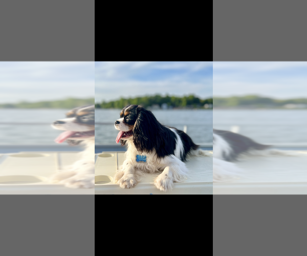 Medium Photo #1 Cavalier King Charles Spaniel Puppy For Sale in NILES, MI, USA