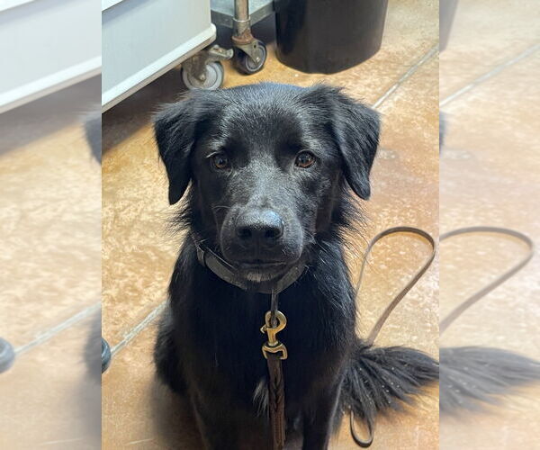 Medium Photo #1 Labrador Retriever-Unknown Mix Puppy For Sale in Bolivar, MO, USA