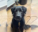 Small Labrador Retriever Mix