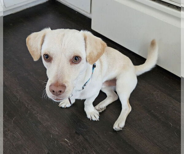 Medium Photo #3 Dachshund-Labrador Retriever Mix Puppy For Sale in Bellevue, WA, USA