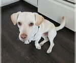 Small #2 Dachshund-Labrador Retriever Mix