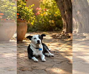 Mutt Dogs for adoption in Menifee, CA, USA