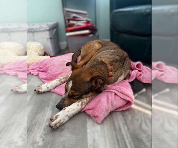 Medium Photo #4 Collie-German Shepherd Dog Mix Puppy For Sale in East Derry, NH, USA