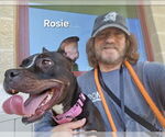 Small #1 American Pit Bull Terrier