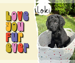 Puppy 6 Goldendoodle