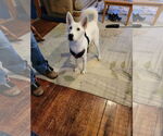 Small #1 Siberian Husky-white german shepherd Mix