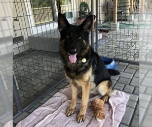 German Shepherd Dog Dogs for adoption in Cupertino, CA, USA