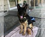 Small German Shepherd Dog
