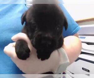 Mutt Dogs for adoption in Tulsa, OK, USA