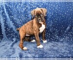 Small Photo #4 Boxer Puppy For Sale in CHILHOWEE, MO, USA