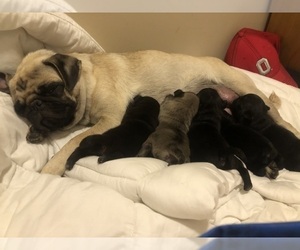 Pug Puppy for sale in MIAMISBURG, OH, USA
