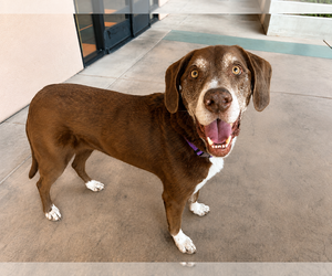 Labrador Retriever-Unknown Mix Dogs for adoption in Clovis, CA, USA