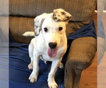 Small #4 Mutt