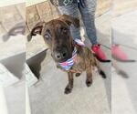 Small Plott Hound Mix