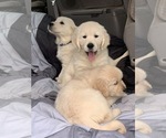 Small Photo #17 Golden Retriever Puppy For Sale in MERCED, CA, USA