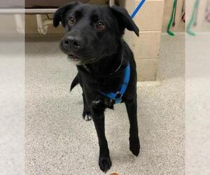 Labrador Retriever-Unknown Mix Dogs for adoption in Conroe, TX, USA