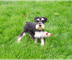 Small Photo #1 Schnauzer (Miniature) Puppy For Sale in SYRACUSE, IN, USA