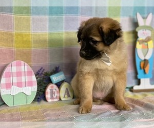 Beagle-Pom-A-Pug Mix Puppy for sale in LANCASTER, PA, USA