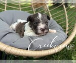 Puppy Boone Schnauzer (Miniature)