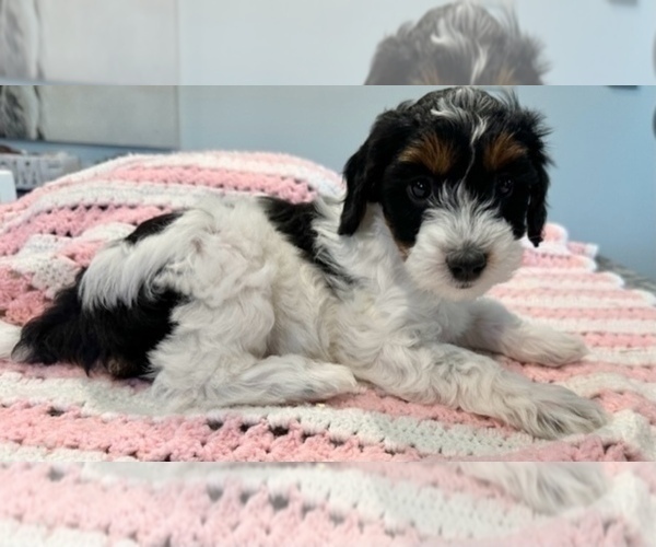 Medium Photo #2 Aussiedoodle Miniature  Puppy For Sale in AMELIA, OH, USA