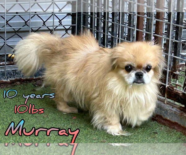 Medium Photo #4 Pekingese-Unknown Mix Puppy For Sale in Woodbury, NY, USA