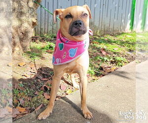 Boxador Dogs for adoption in Washington, DC, USA