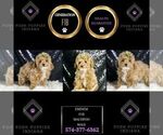 Small #6 Maltipoo