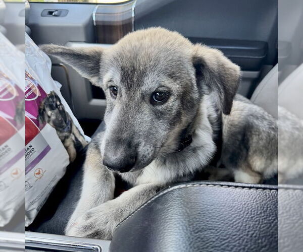 Medium Photo #5 Siberian Husky-Unknown Mix Puppy For Sale in San Juan Capistrano, CA, USA