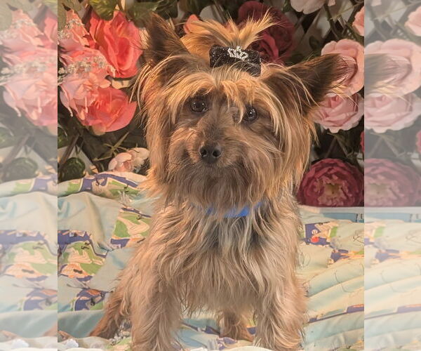 Medium Photo #1 Mutt Puppy For Sale in Bon Carbo, CO, USA