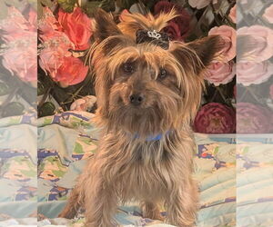 Mutt Dogs for adoption in Bon Carbo, CO, USA