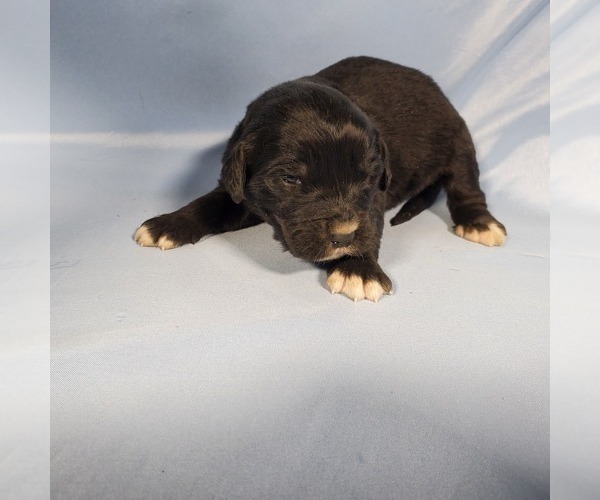 Medium Photo #7 Golden Mountain Dog Puppy For Sale in BLACK FOREST, CO, USA