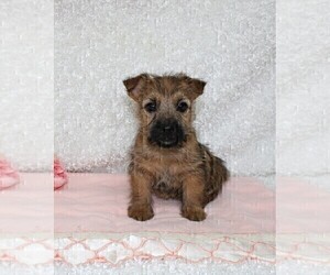 Cairn Terrier Puppy for Sale in STANLEY, Wisconsin USA
