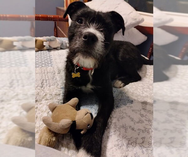 Medium Photo #1 Mutt Puppy For Sale in Louisville, KY, USA