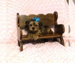 Small Photo #1 Shorkie Tzu Puppy For Sale in WARRENSBURG, MO, USA