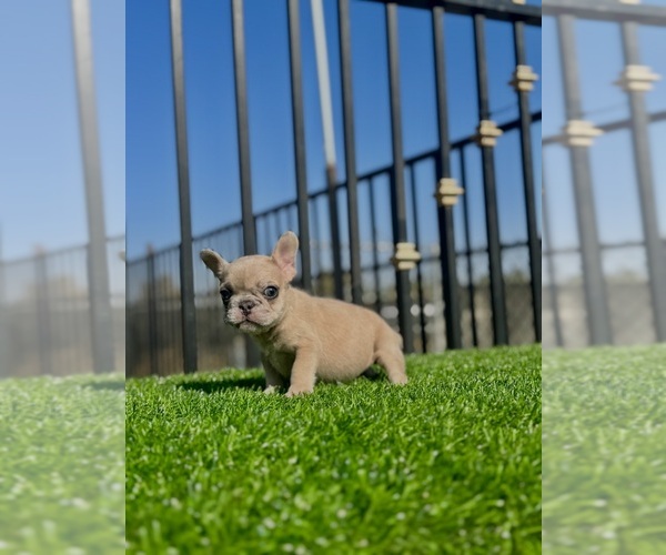 Medium Photo #10 French Bulldog Puppy For Sale in BEVERLY HILLS, CA, USA
