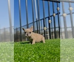 Small #9 French Bulldog