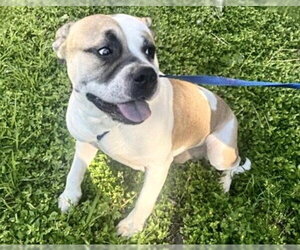 Mutt Dogs for adoption in Houston, TX, USA