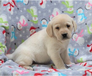Labrador Retriever Puppy for sale in FREDERICKSBG, OH, USA