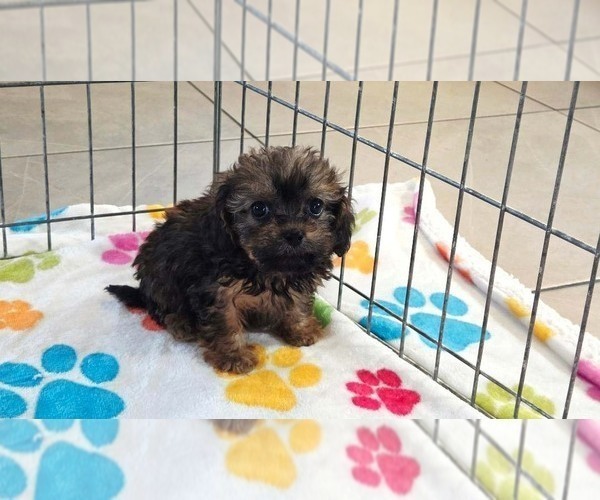 Medium Photo #7 Cavapoo (Miniature)-Poodle (Toy) Mix Puppy For Sale in ORO VALLEY, AZ, USA