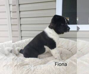 Akita Puppy for Sale in FRESNO, Ohio USA