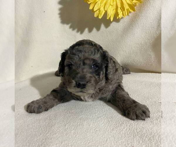 Medium Photo #1 Goldendoodle-Poodle (Miniature) Mix Puppy For Sale in FT PLAIN, NY, USA