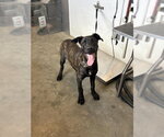 Small Mastiff Mix