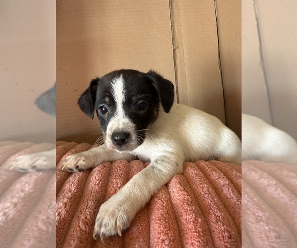 Medium Photo #3 Rat Terrier Puppy For Sale in MOUNT PLEASANT, IA, USA