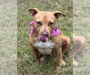 Hope - Female Labrador Retriever-Rhodesian Ridgeback Mix Dog for Adoption - Photo #6