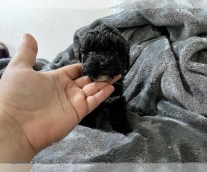 Poodle (Toy) Puppy for sale in HAYWARD, CA, USA