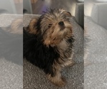 Small Photo #6 Yorkshire Terrier Puppy For Sale in TWENTYNINE PALMS, CA, USA