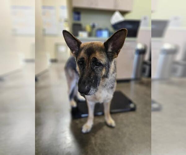 Medium Photo #3 German Shepherd Dog-Unknown Mix Puppy For Sale in Rockwall, TX, USA