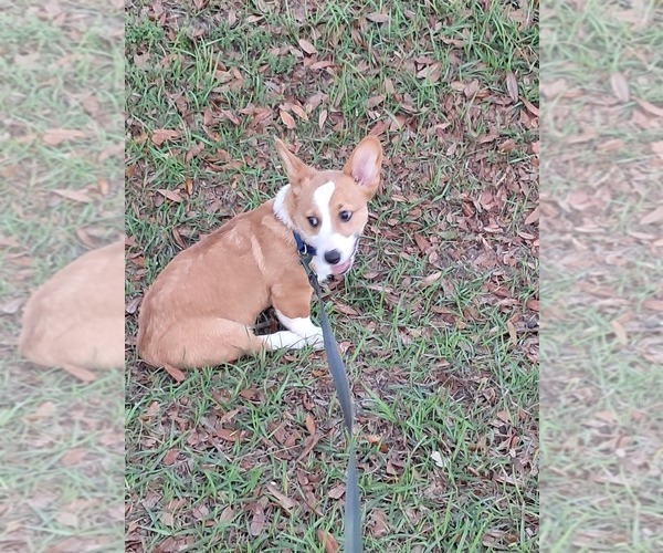 Medium Photo #2 Pembroke Welsh Corgi Puppy For Sale in HILLIARD, FL, USA